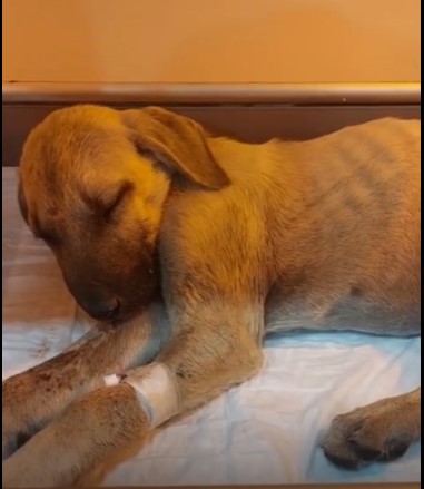 Sivas'ta şiddet gören köpeğin durumuna ilişkin son dakika gelişmesi!