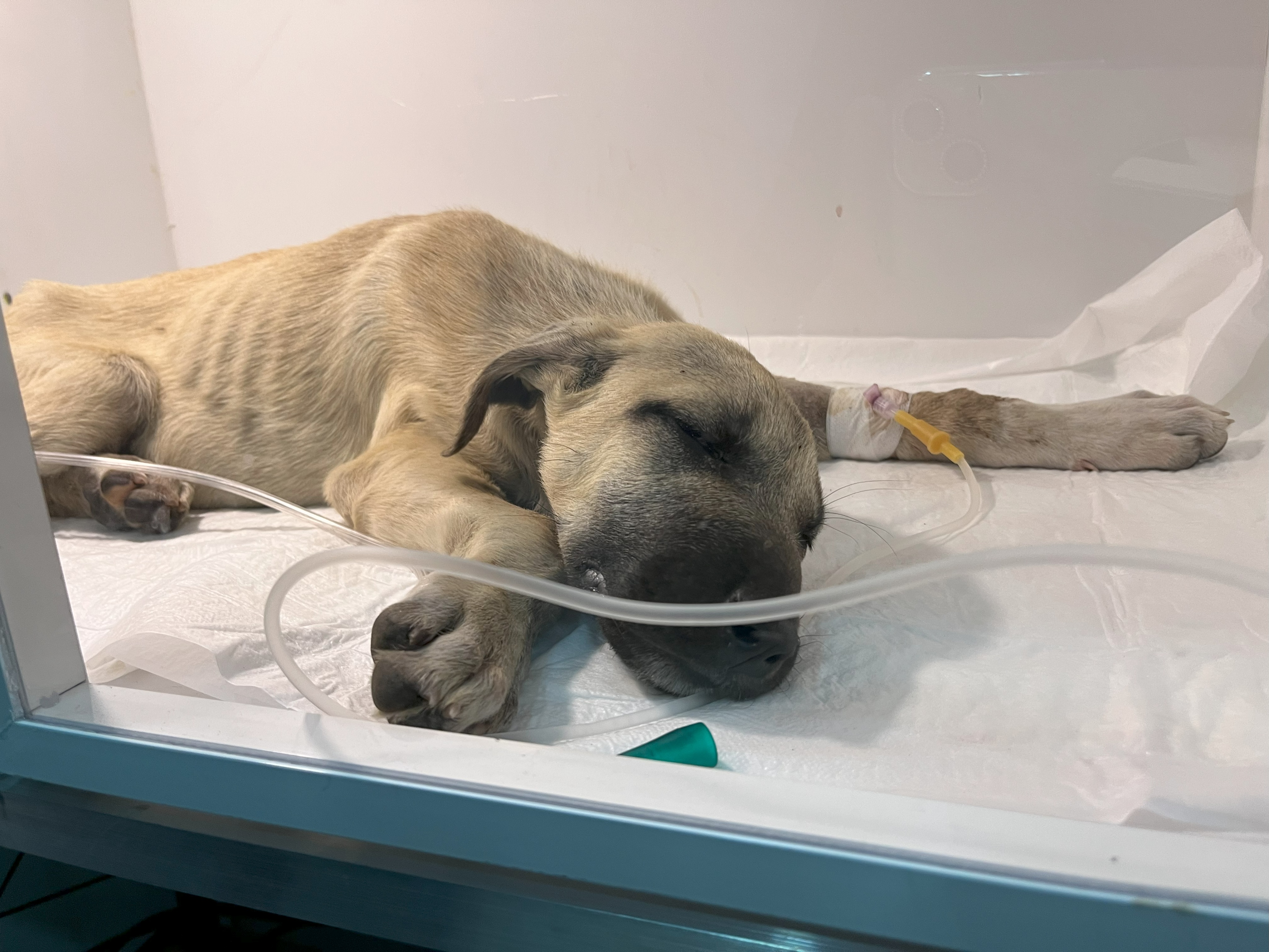 Sivas'ta sopayla dövülen yavru köpeğin hayati riski devam ediyor