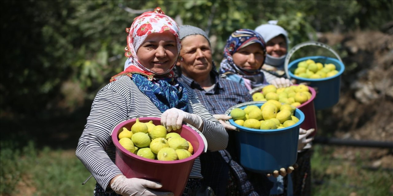 Kadınların bunaltıcı sıcakta hasat mesaisi