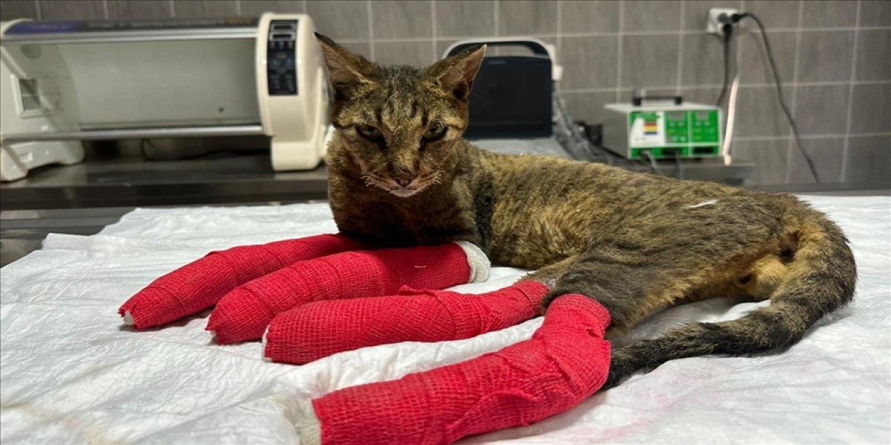 Orman yangınında yaralanan kedi tedavi altına alındı