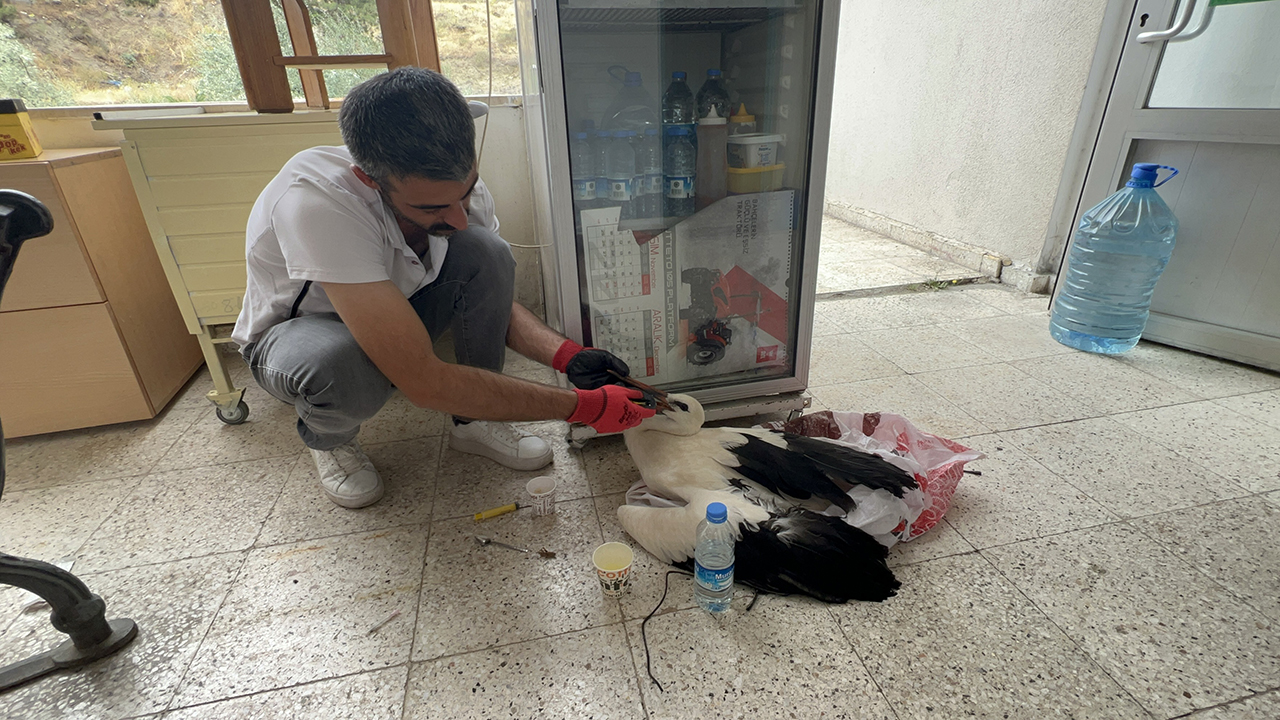 Hasat sırasında yaralı leylek bulundu