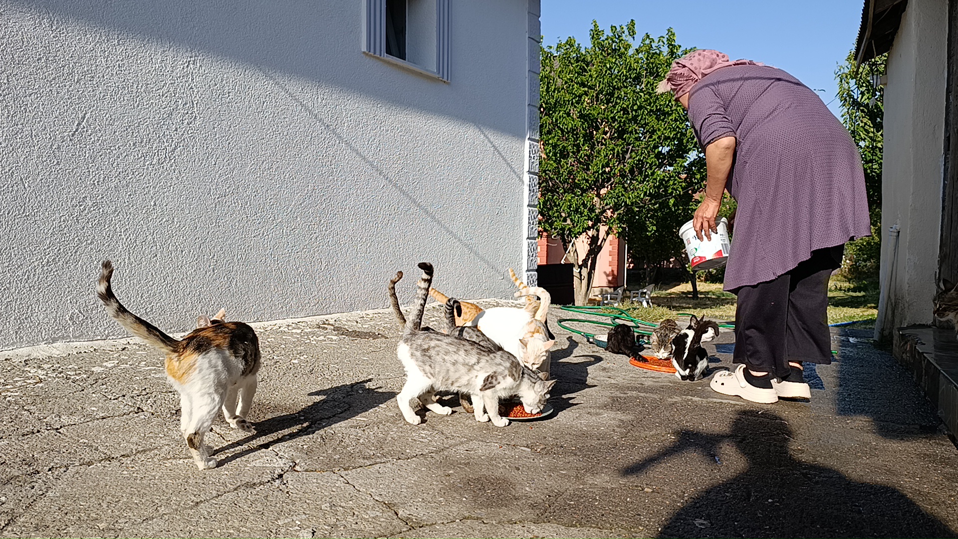 Sivas'ta yaşayan kadın evinin bahçesini 35 kediye yuva yaptı!
