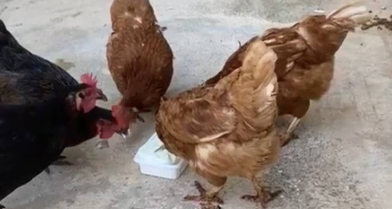 Sıcaktan bunalan tavuklar dondurmayla serinledi!