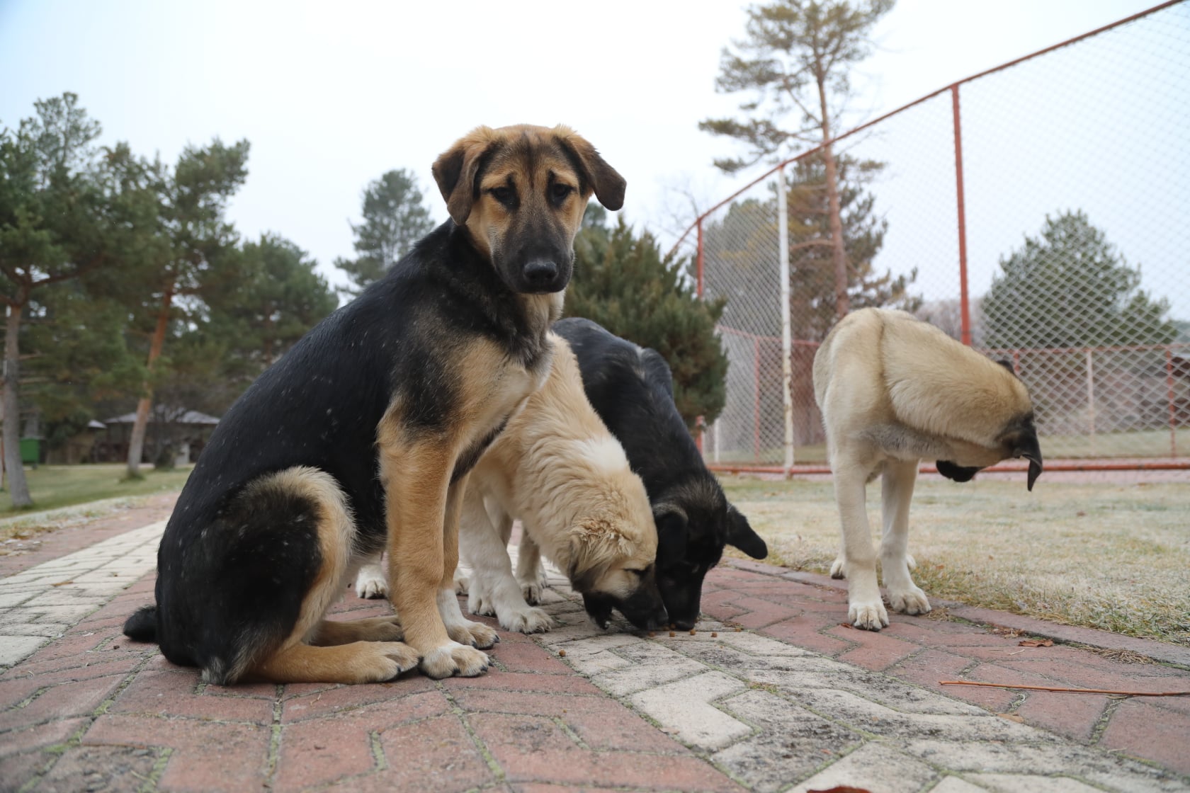 Sivas’ta Sahipsiz Sokak Köpeklerine Büyük Operasyon: Çipsiz Köpekler Toplanacak