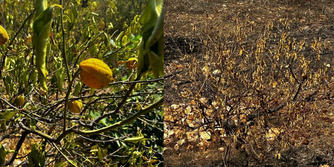 Bin dönümlük limon bahçesi, susuzluktan kurudu
