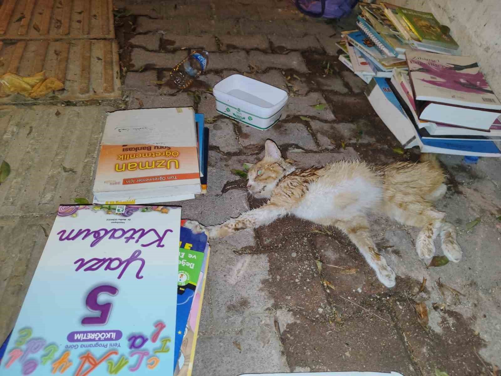 Yaralı kedi için seferber oldular!