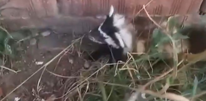 Sivas’ta Nesli Tehlikedeki Alaca Sansar Görüntülendi