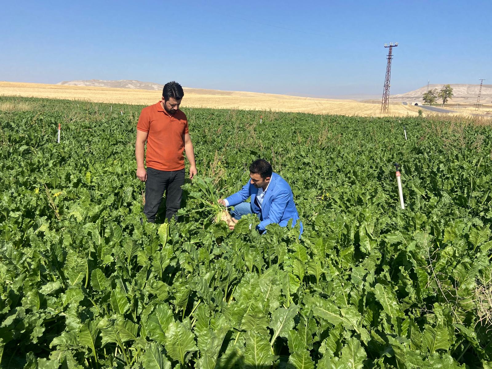 Sivas'ta Fiyat Belirsizliği Çiftçiyi Endişelendiriyor