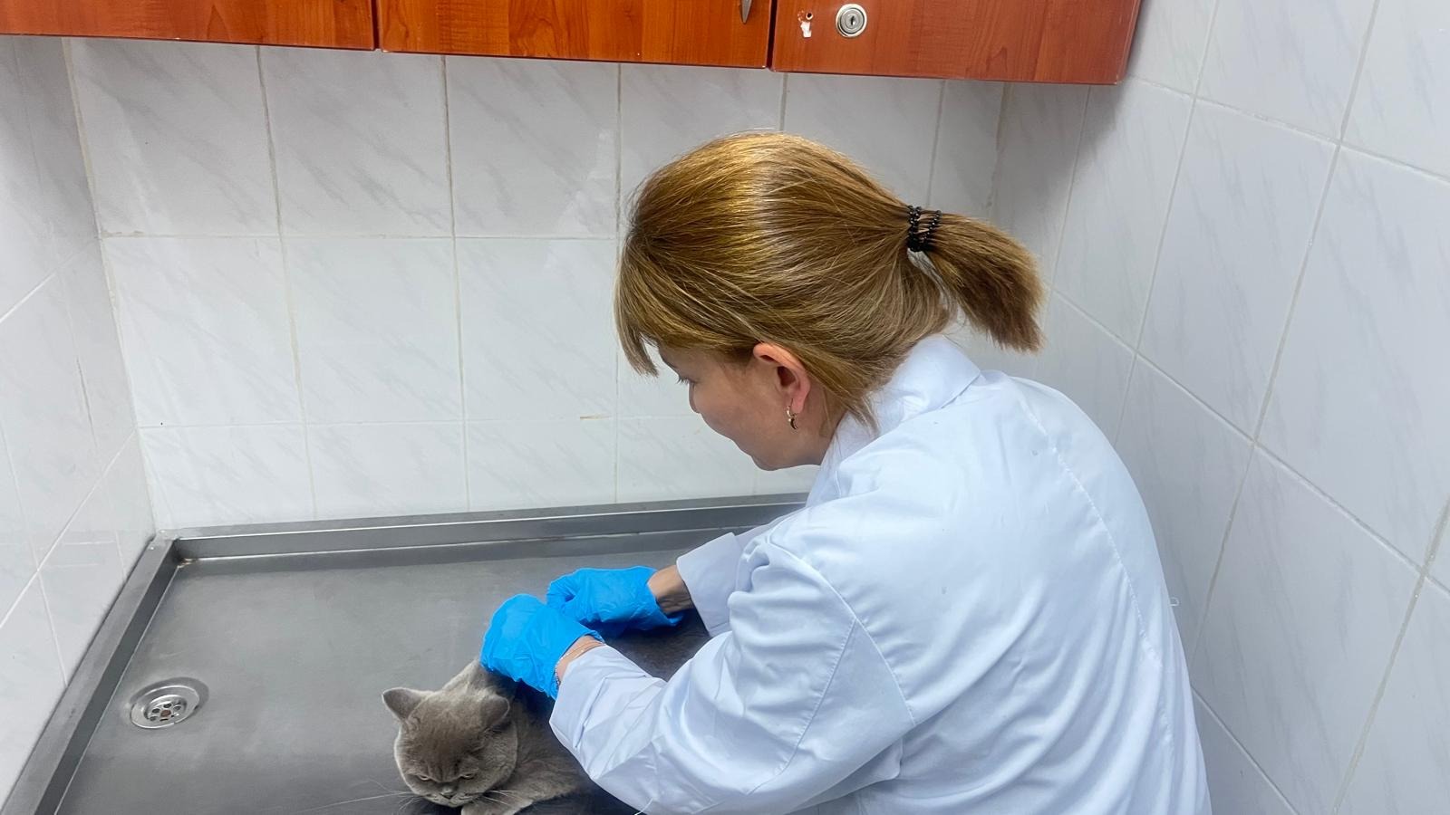 Sivas’ta kuduz aşısı ve kimliklendirme çalışmaları sürüyor