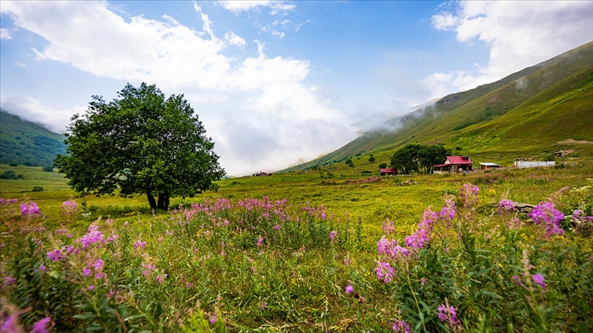 Tatilciler rotayı Karadeniz'e çevirdi... Sebebiyse...