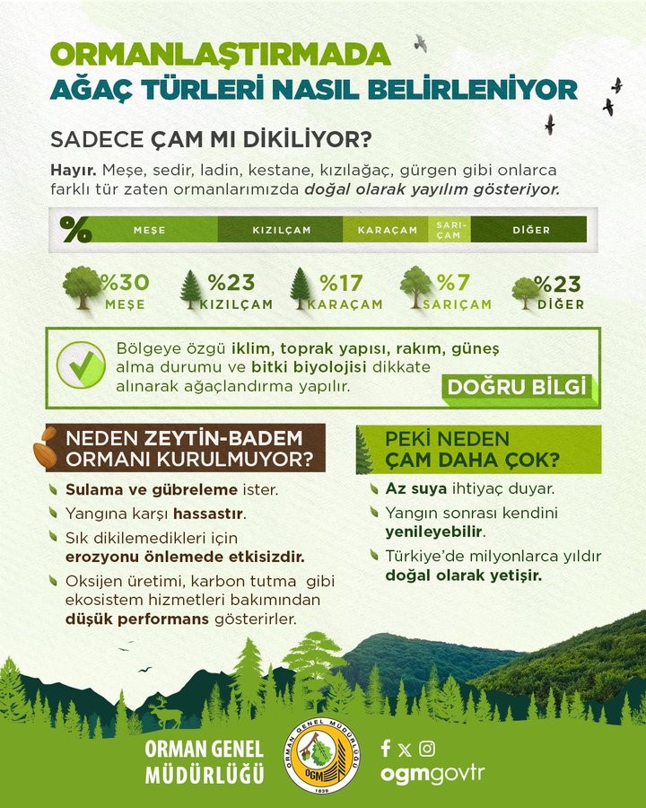 Orman yangınlarından sonra yapılan çalışmalar