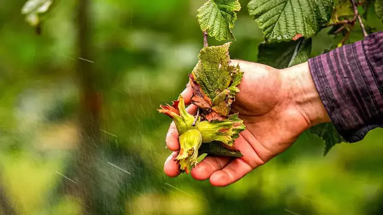 Fındıkta düşük rekolteye rağmen rekor ihracat hedefi