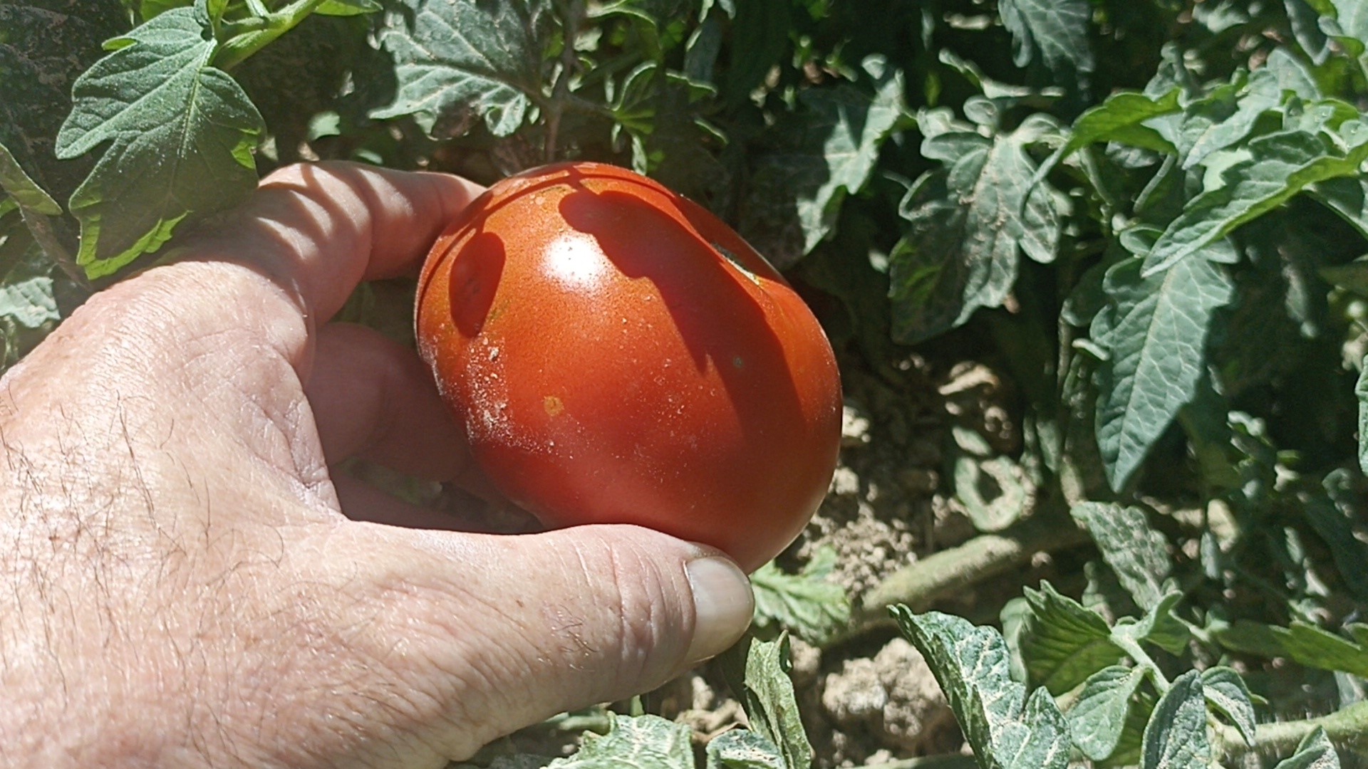 Kayısı olmayınca, domatese yöneldi