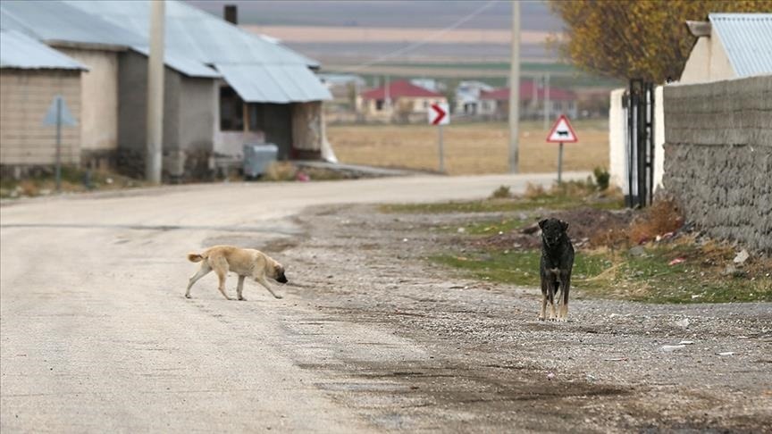Sahipsiz köpeklerden kaçarken otomobilin çarptığı kadın öldü
