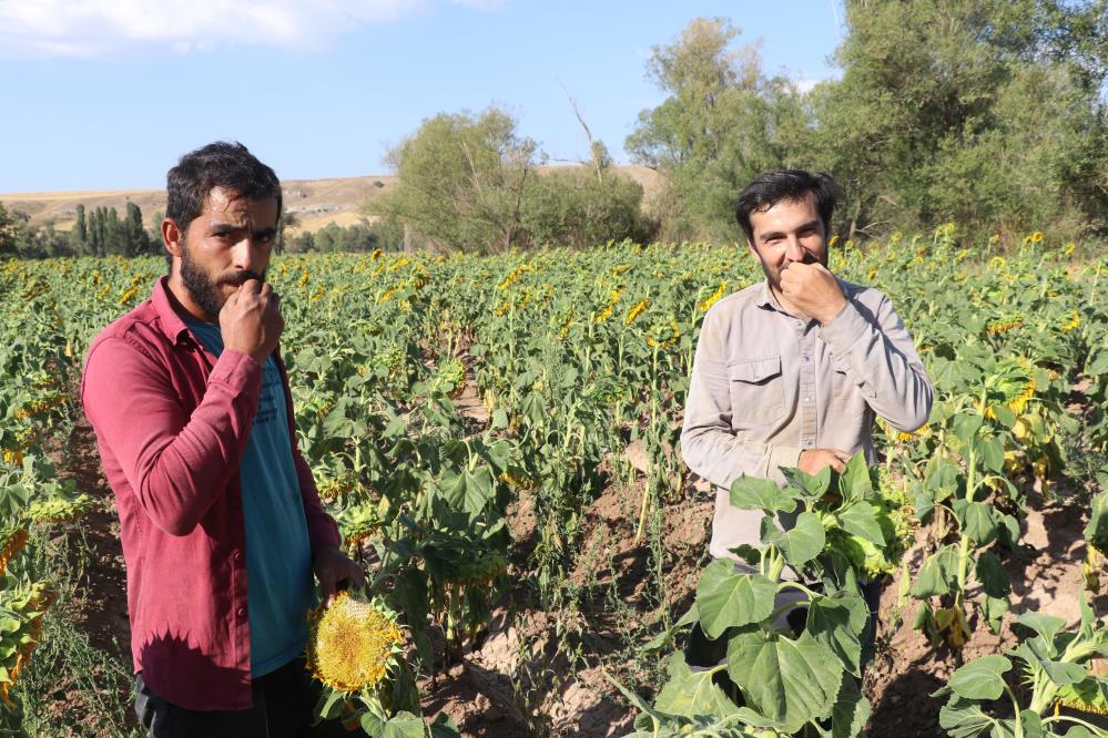 Sivas'ta boynunu eğen günebakanlar, hasat için gün sayıyor