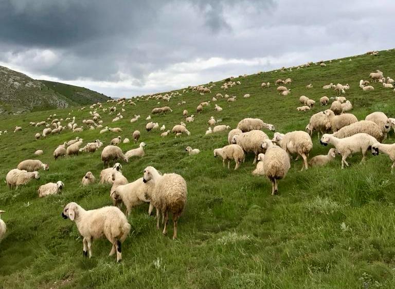 Sivas'ın Kangal Koyunu için Büyük Araştırma