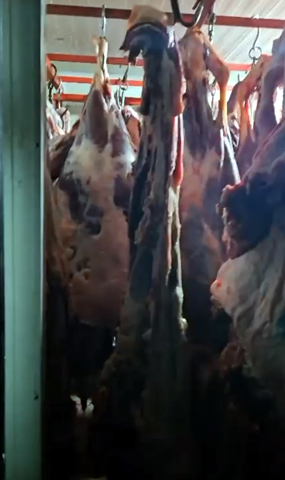 Sivas'ın komşusunda skandal! 1,5 ton eti ahırda sakladılar!