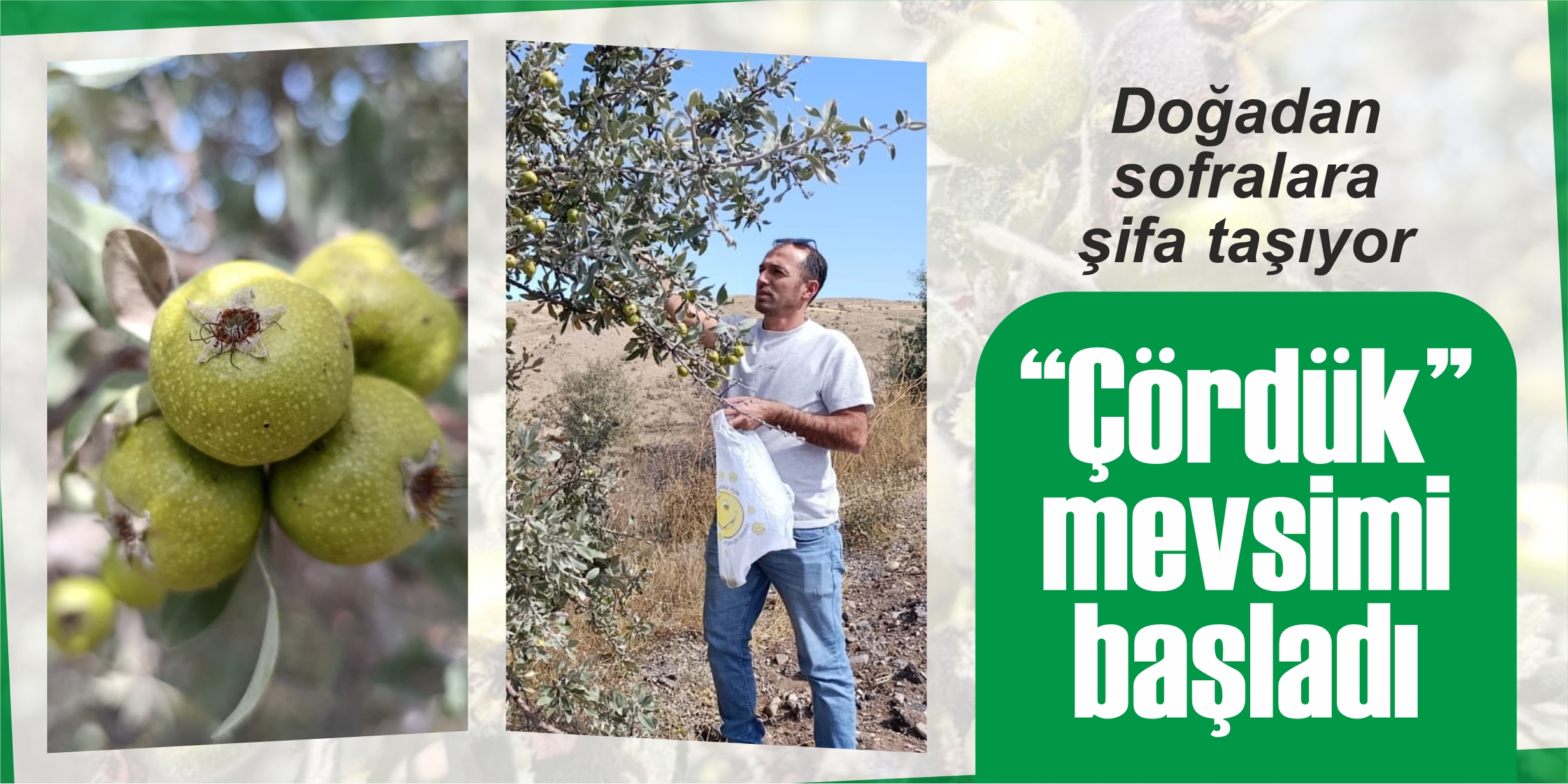 “Çördük” mevsimi açıldı: Doğadan sofralara şifa taşıyor