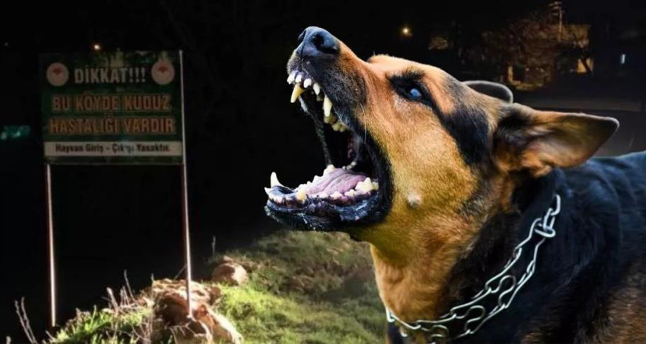 Sokak köpekleri faciaya neden oluyordu!