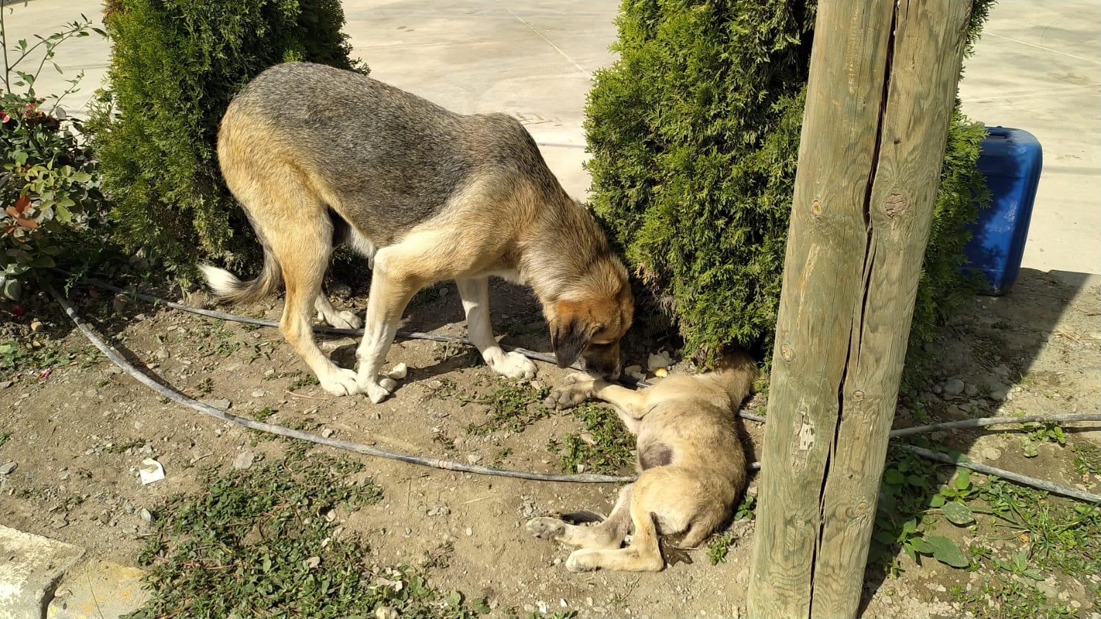 Yavru köpeğe araç çarptı; annesi başından ayrılmadı