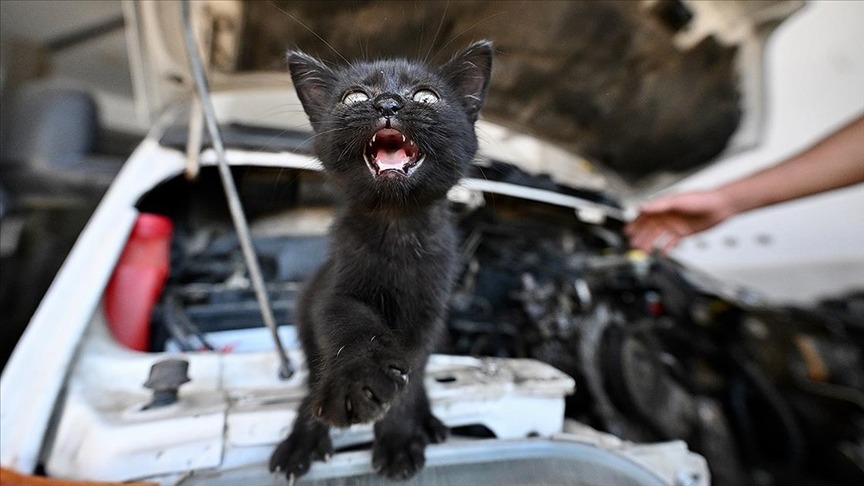 Tamire getirilen aracın motorundan çıktı! Usta sahiplendi
