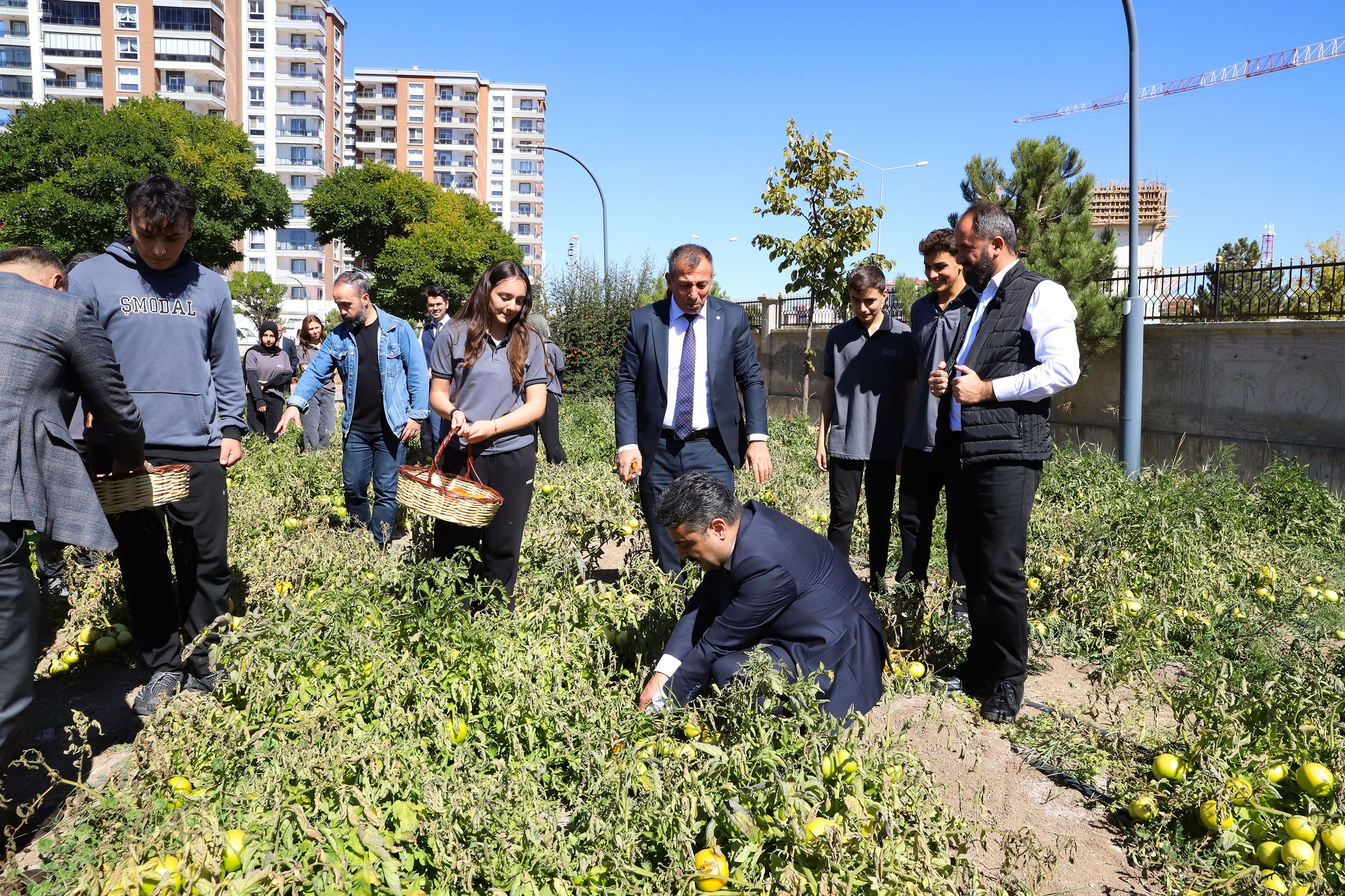 Sivas'ta 'Ata Tohumundan' domates hasadı