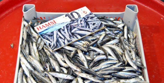 Zam Şampiyonu Hamsi