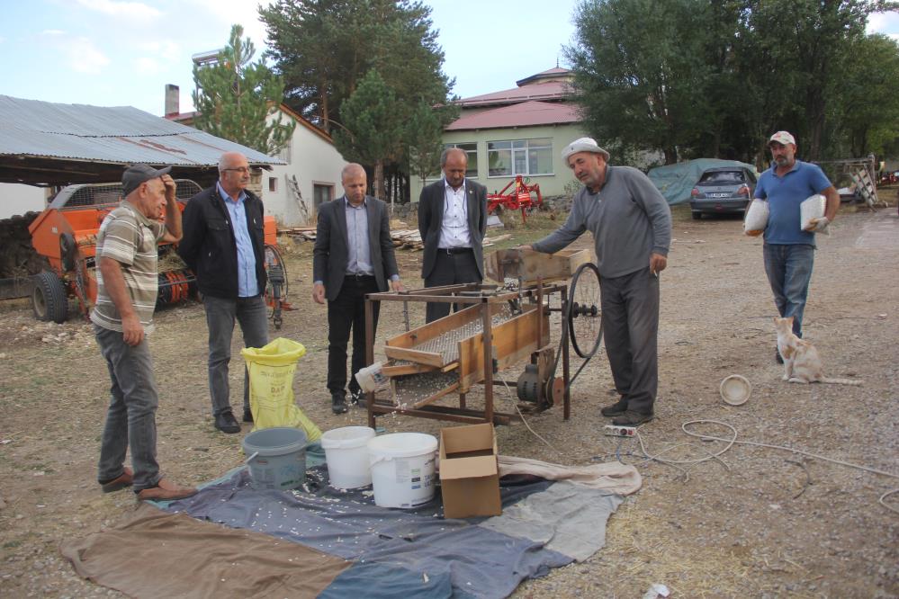 Ata tohumu fasulyeler geleneksel yöntemlerle üretiliyor