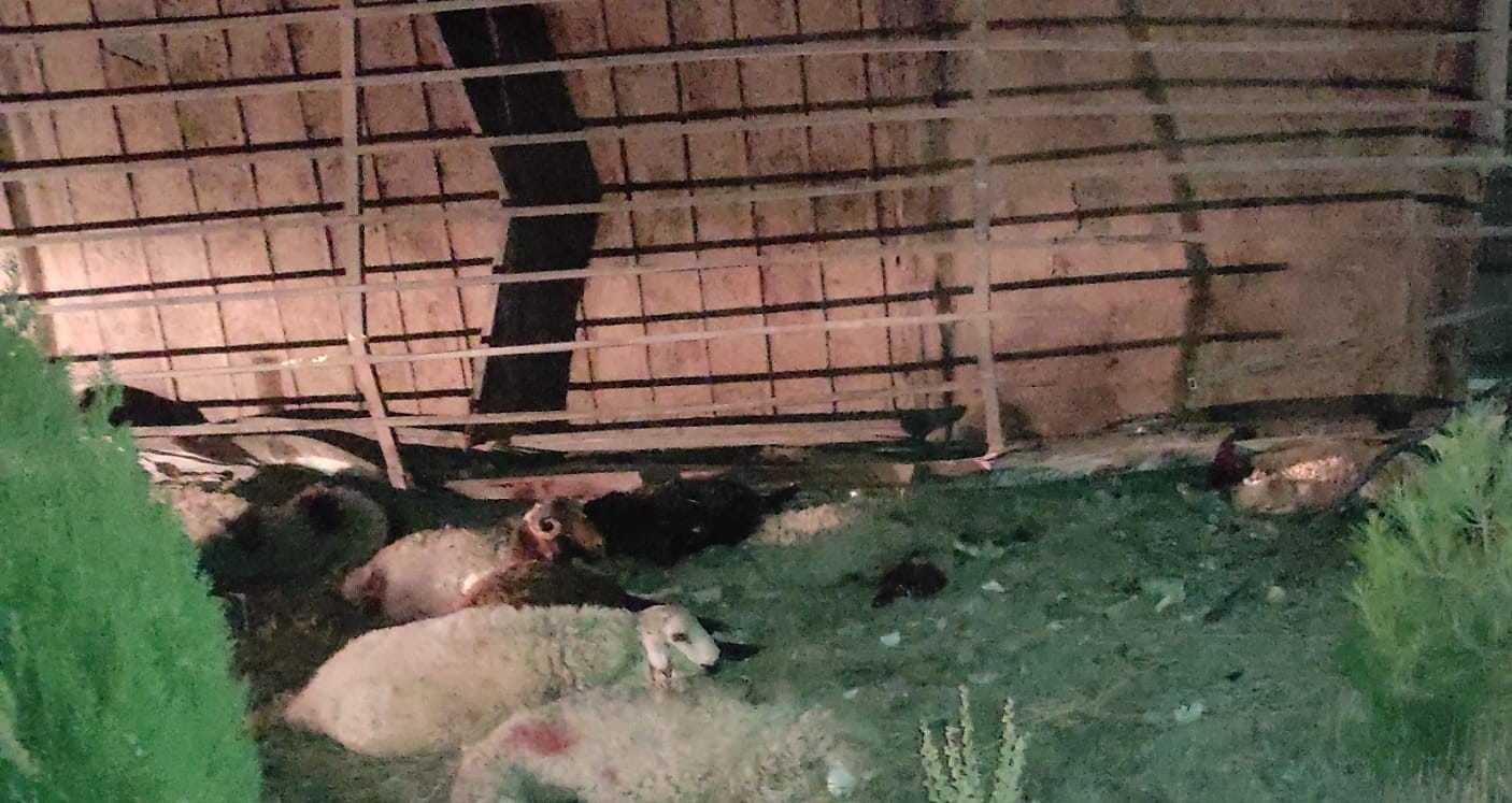 Sivas'ta TIR çarpan 34 koyun telef oldu!