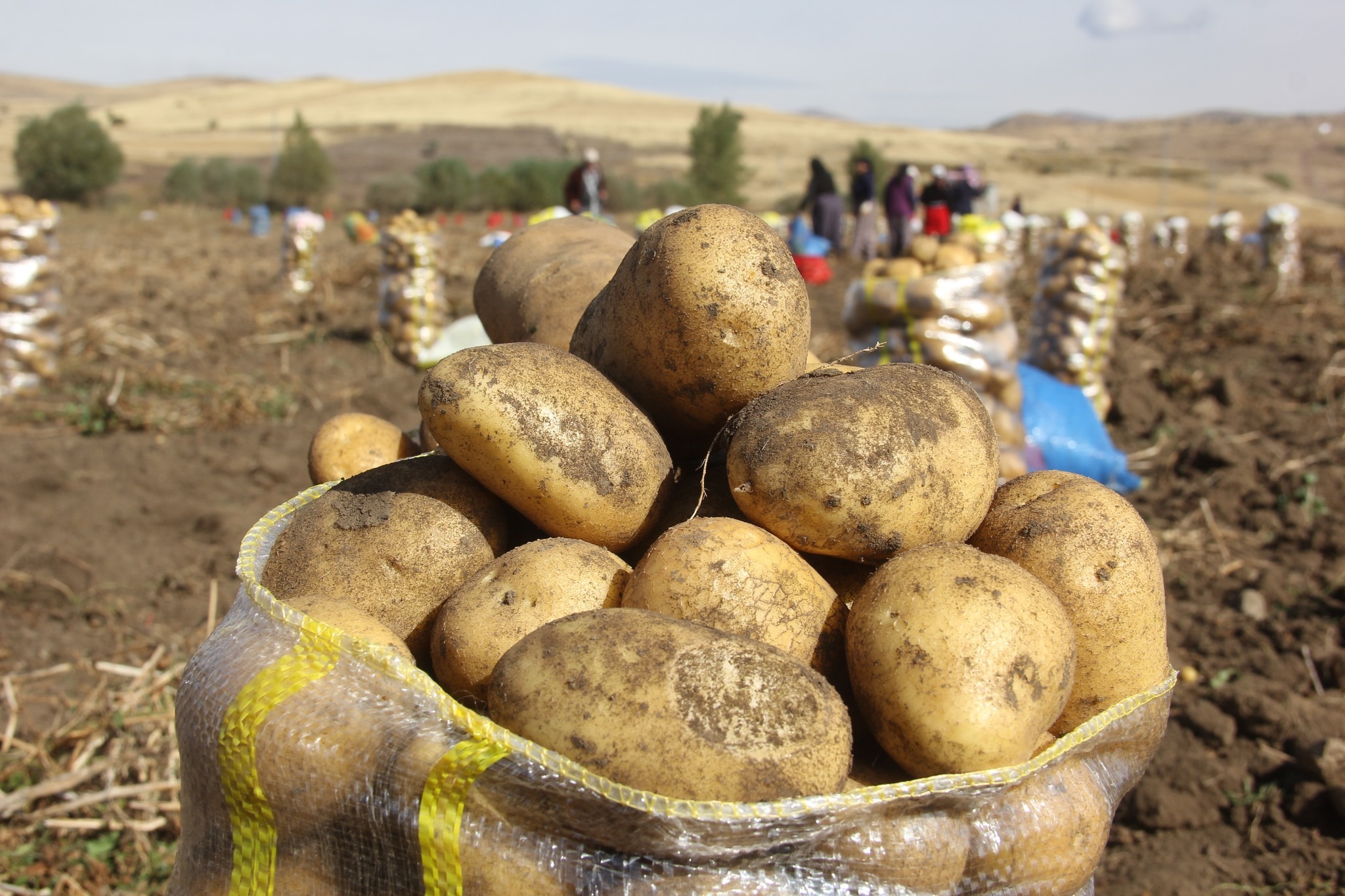 Zara'da patates hasadına başlandı
