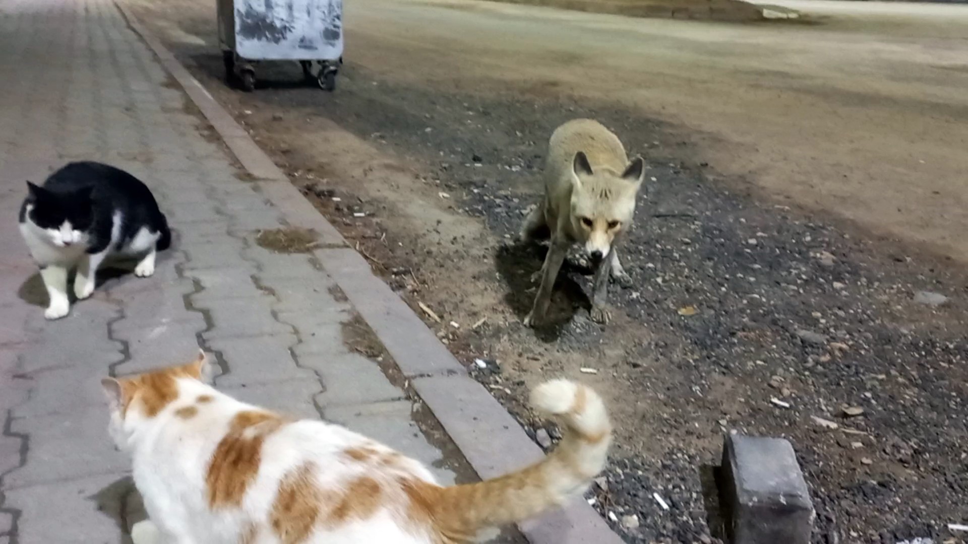 Sivas'ta  kedi ve tilkinin dostluğu...
