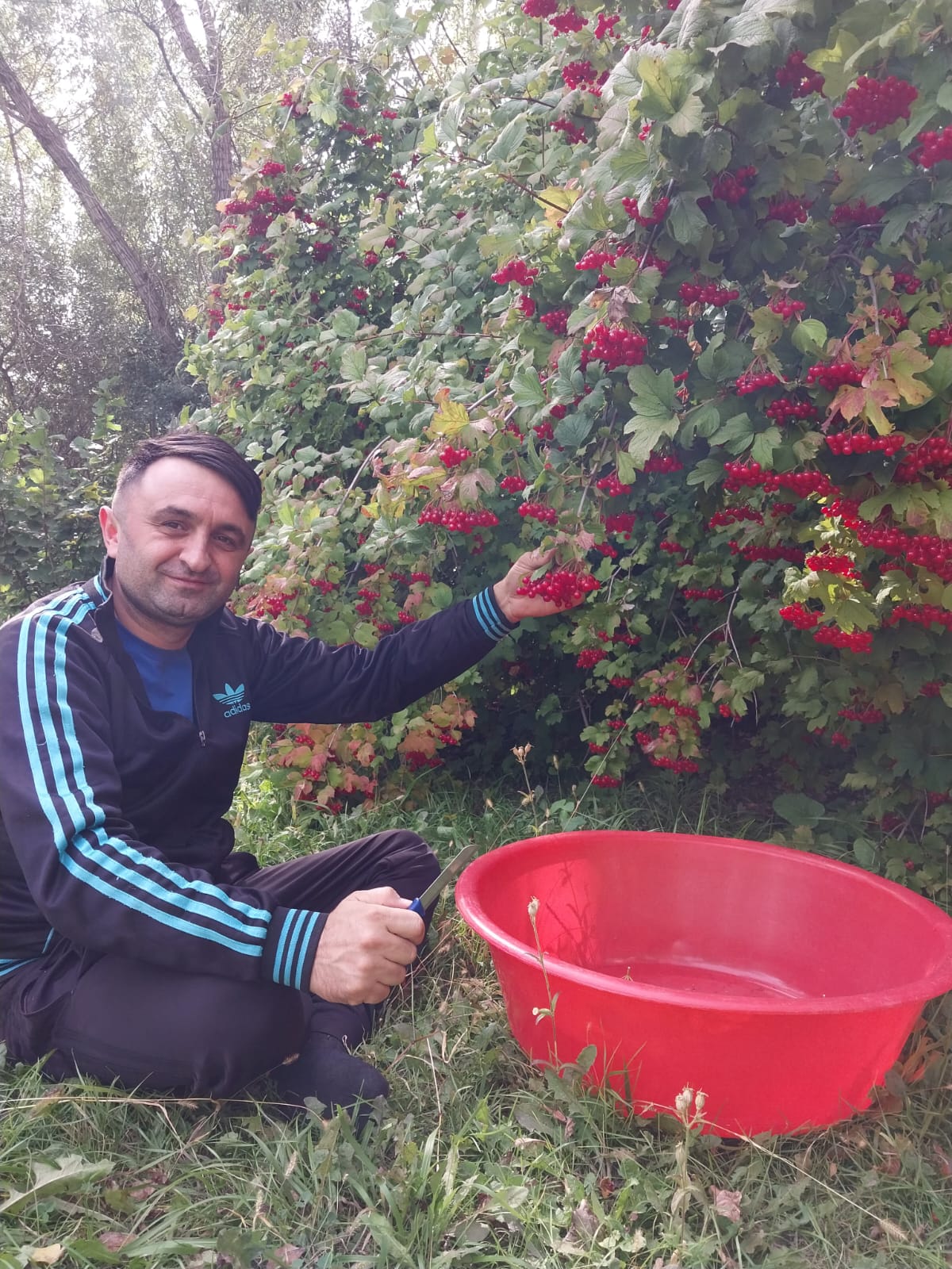 Sivas'ta gilaburu hasadı başladı