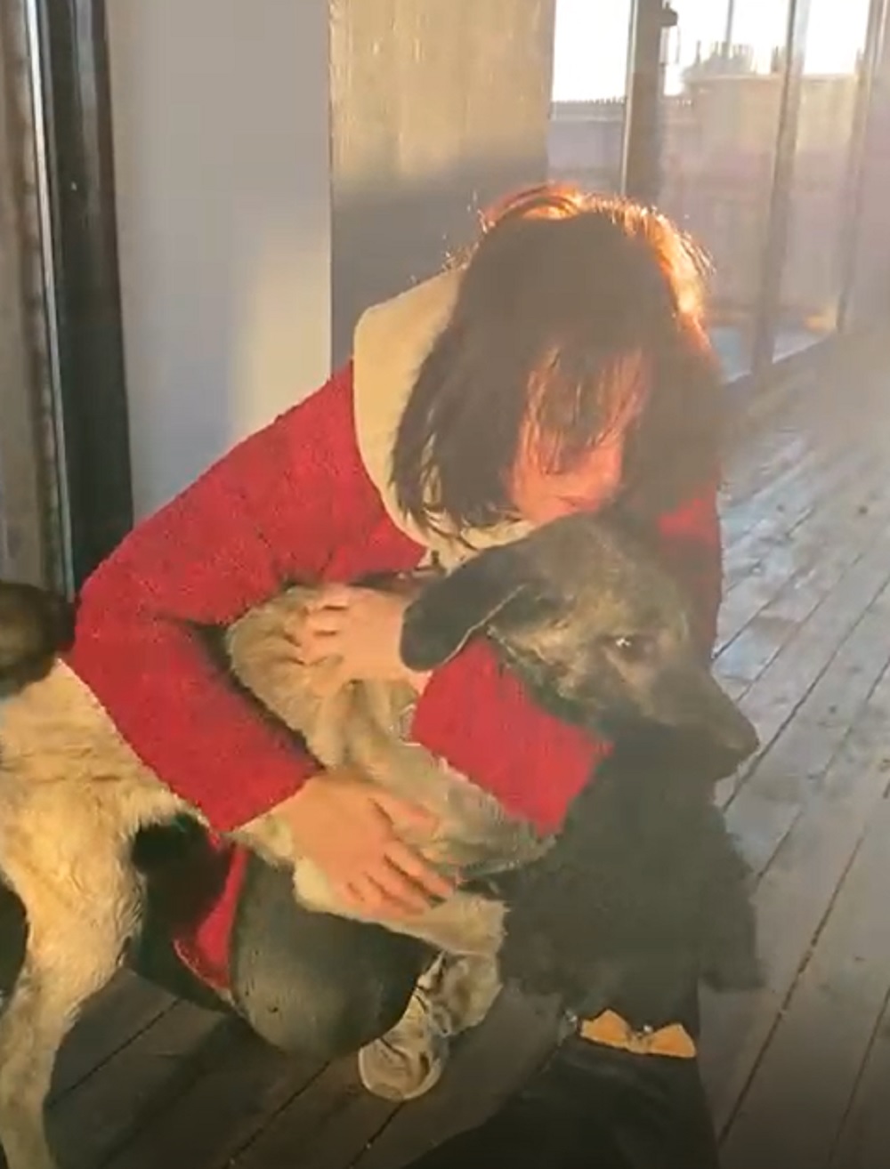 Sivas'ta şiddete uğrayan köpeğin tedavisi Bursa'da yapılacak!