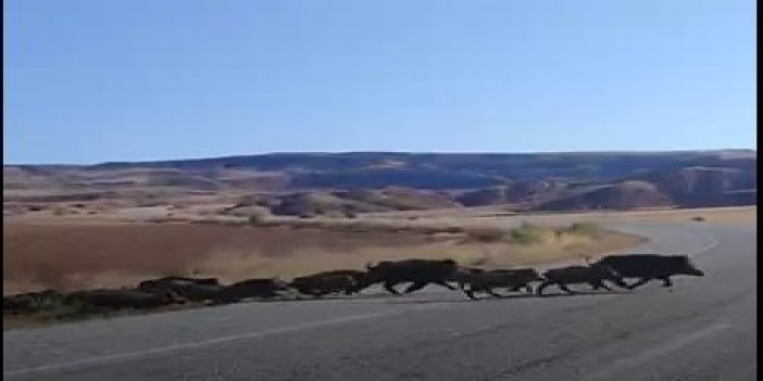 Sivas'ta domuz sürüsü böyle görüntülendi
