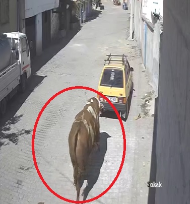 Kızgın boğa otomobili sürükledi