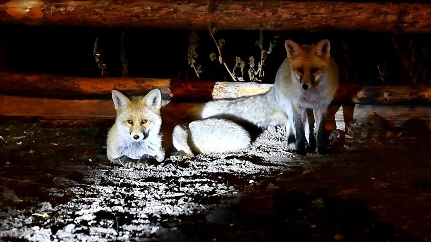 Havalar soğudu, tilkiler merkeze indi