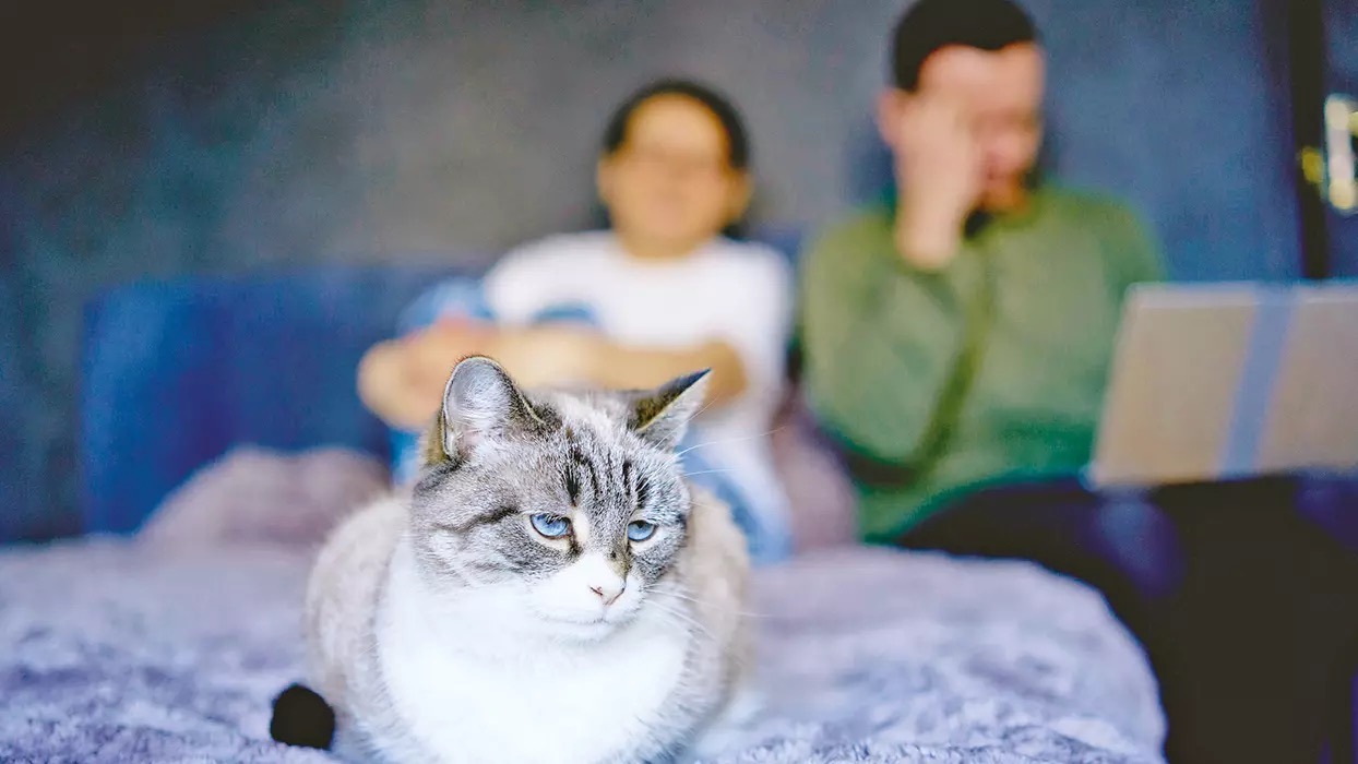 Boşanma davasında kediye nafaka bağlandı!