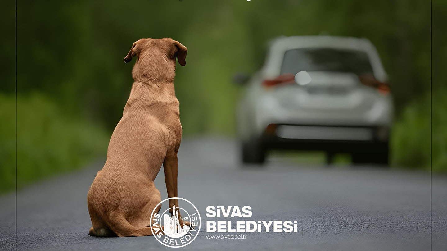 Sivas'ta evcil payvanını sokağa bırakanlara para ve hapis cezası!
