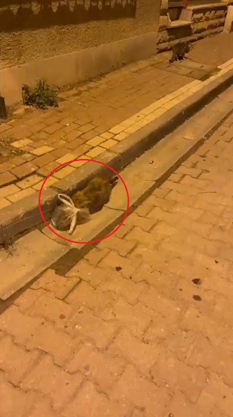 Kedinin başına poşet geçirip bağladılar