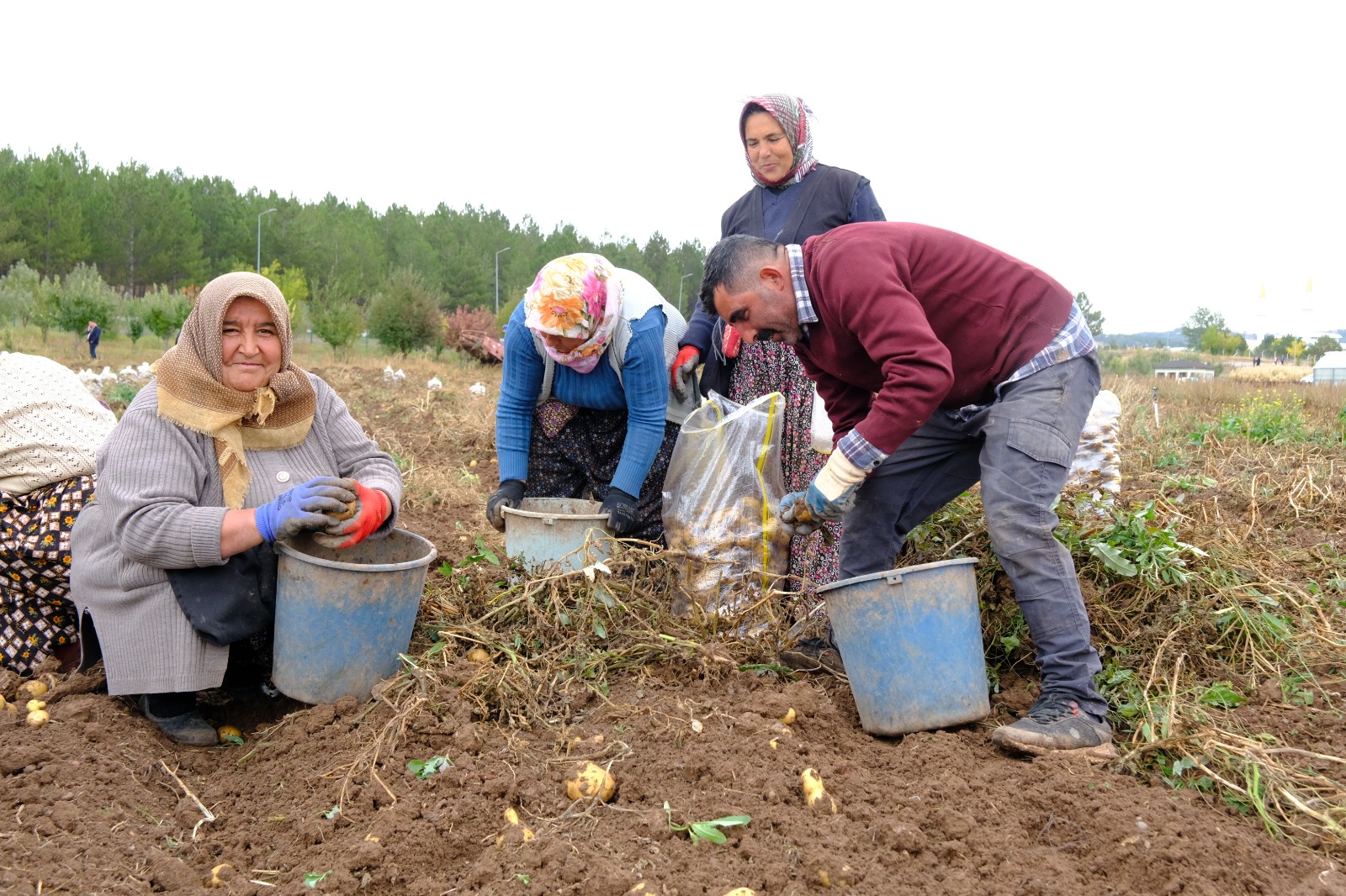 SCÜ’de üretilen patateslerin geliri öğrencilere burs olacak