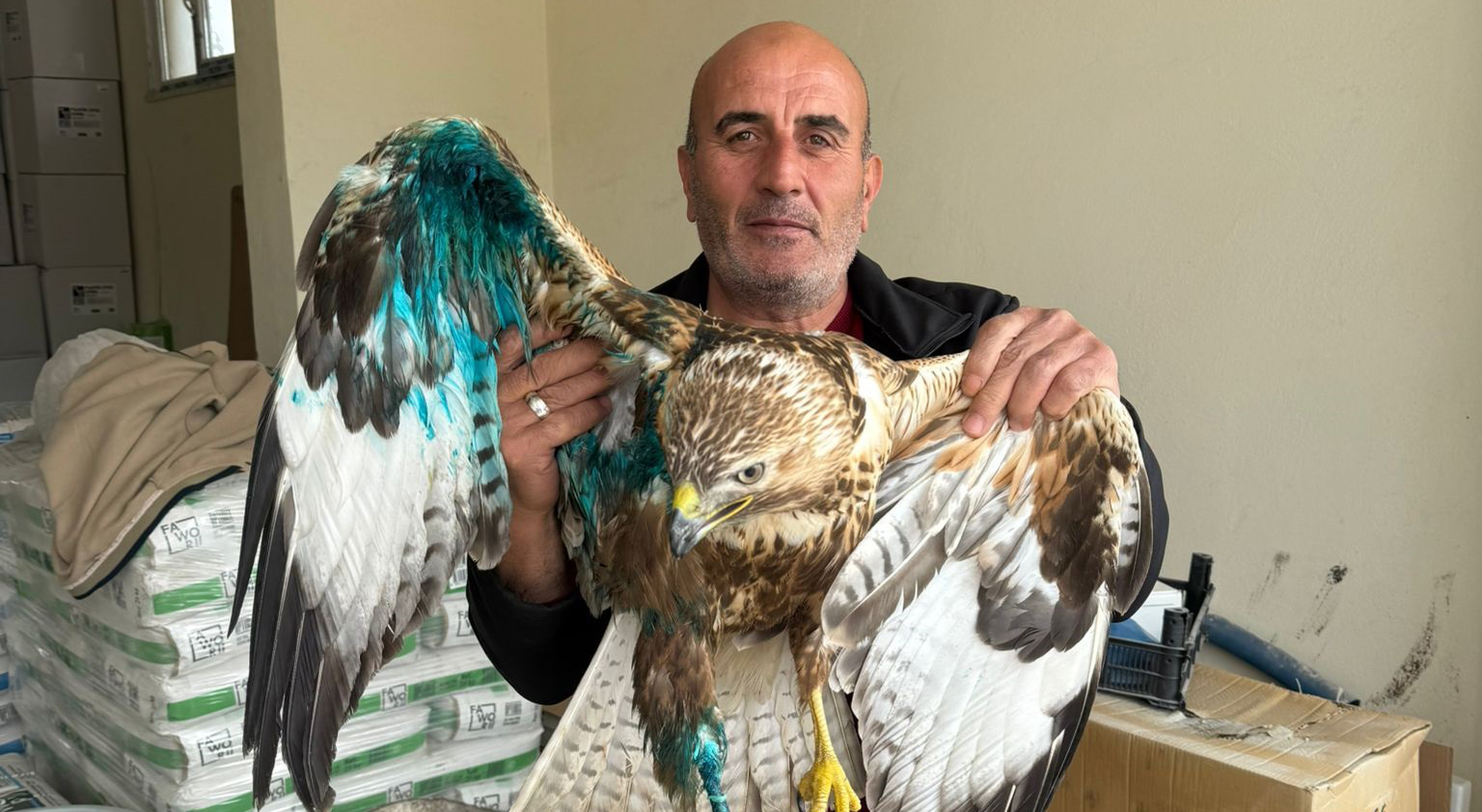 Sivas'ta yaralı halde bulunan şahin tedavi altına alındı