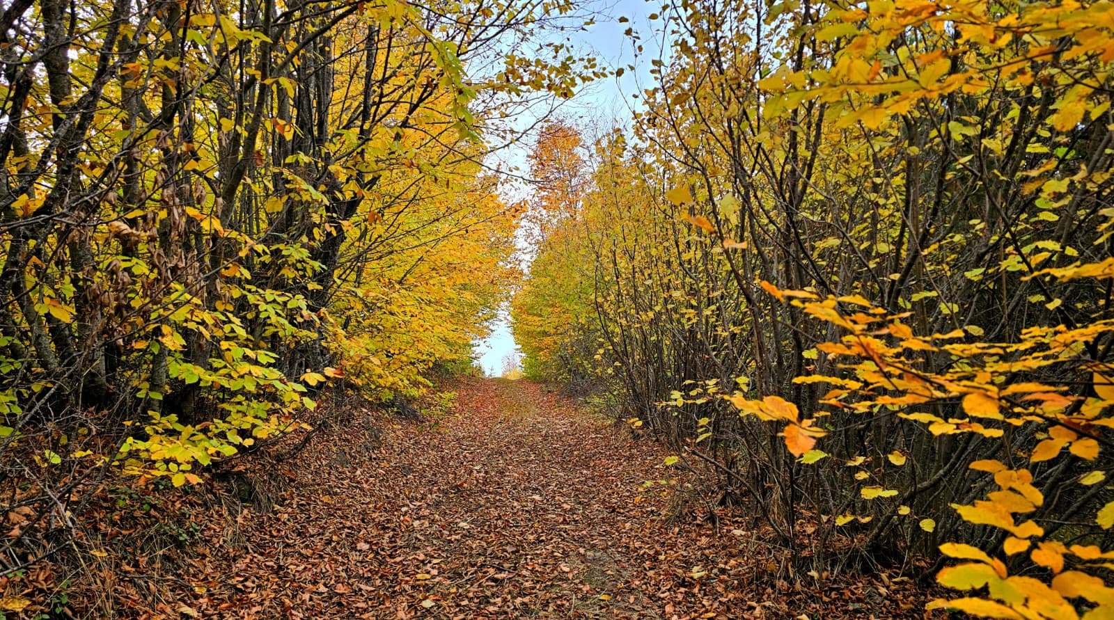 Koyulhisar'da sonbahar güzelliği yaşanıyor