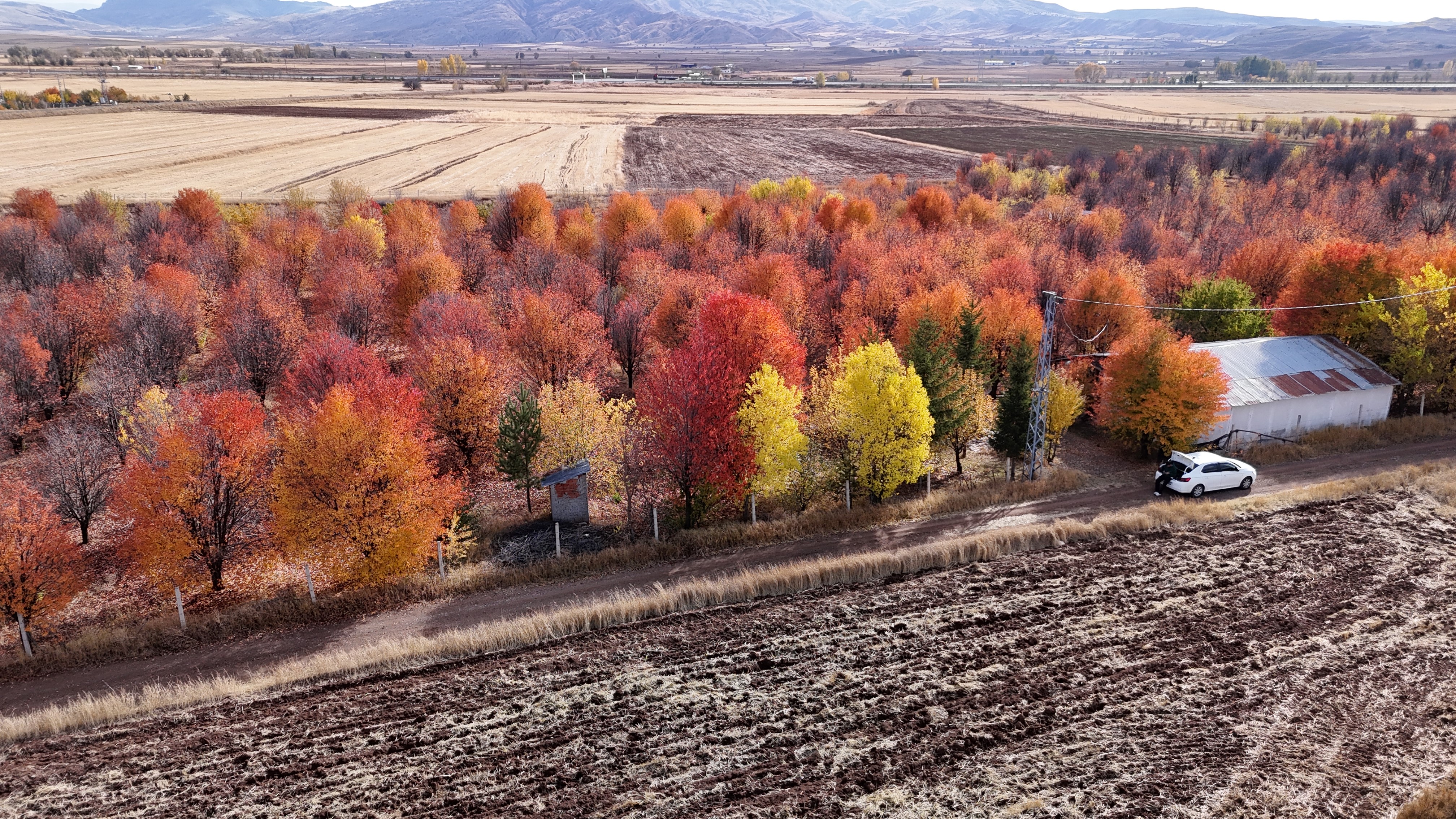 Sivas'ta vişne bahçesinde sonbahar güzelliği