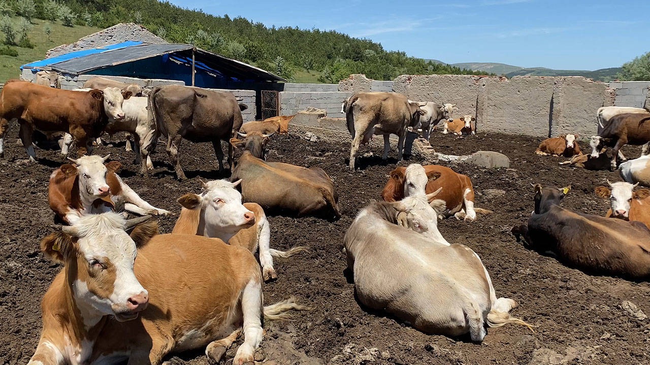 Sivas hayvancılıkta "şap"a oturdu!