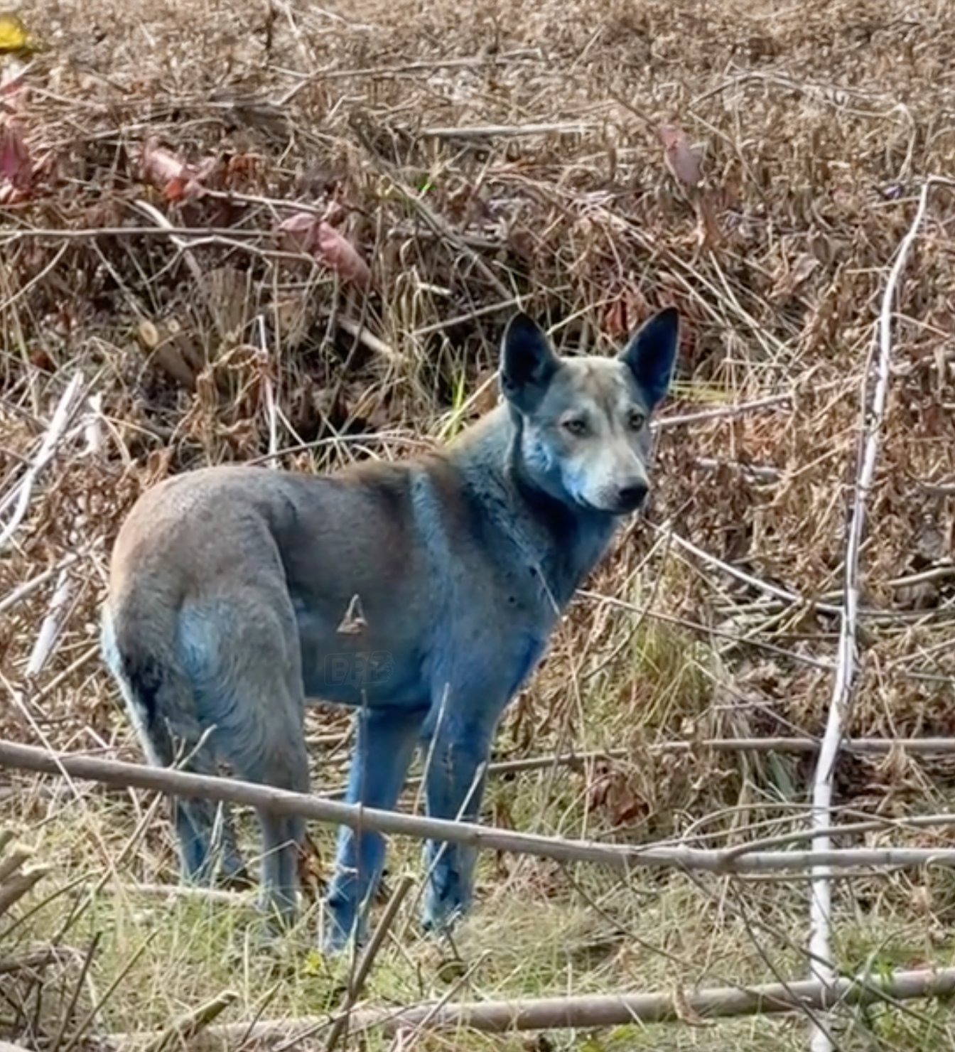 Çernobil'de "mavi köpekler" görüldü