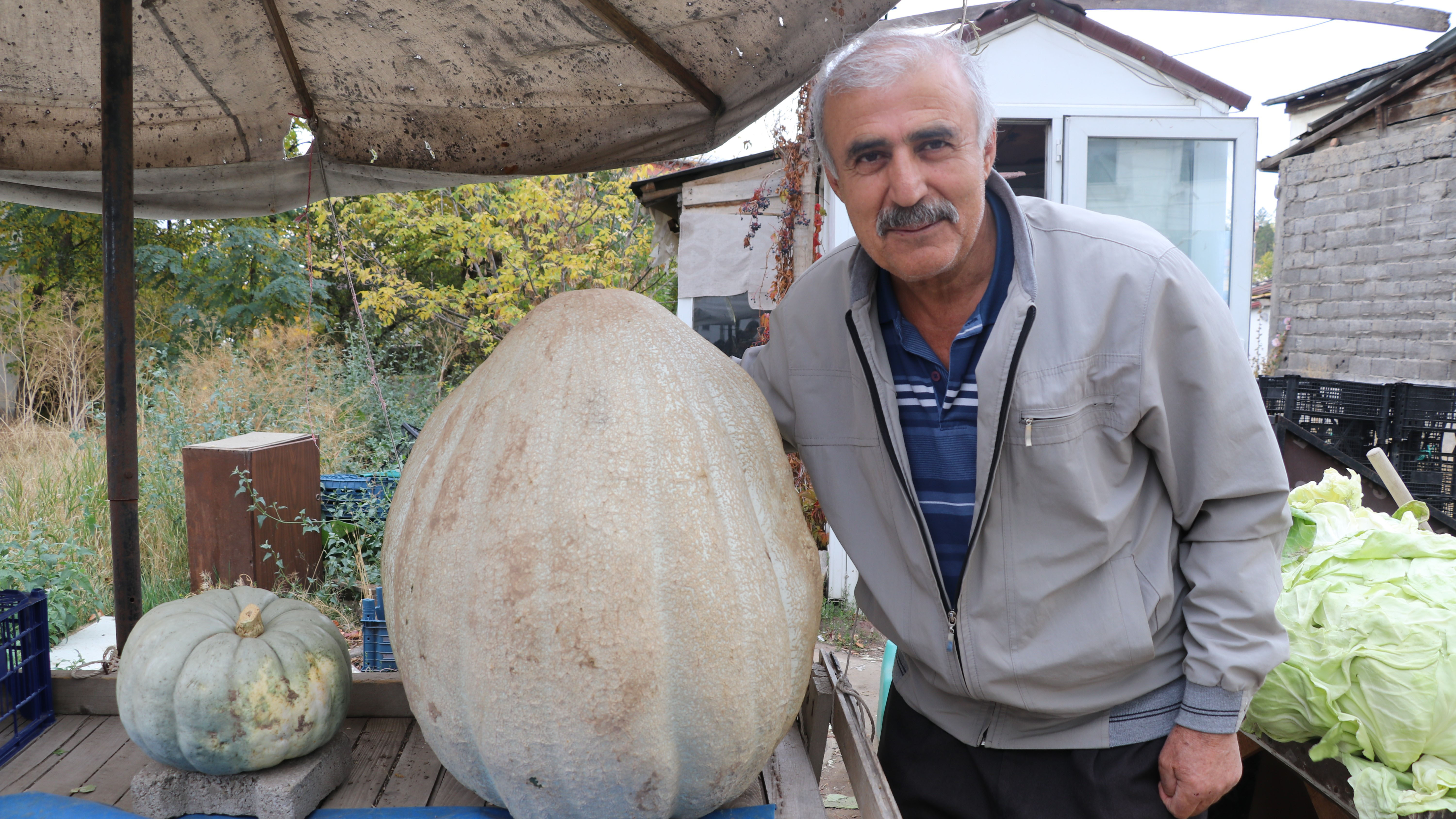 Sivas'ta 51 kiloluk dev kabak ilgi odağı oldu!