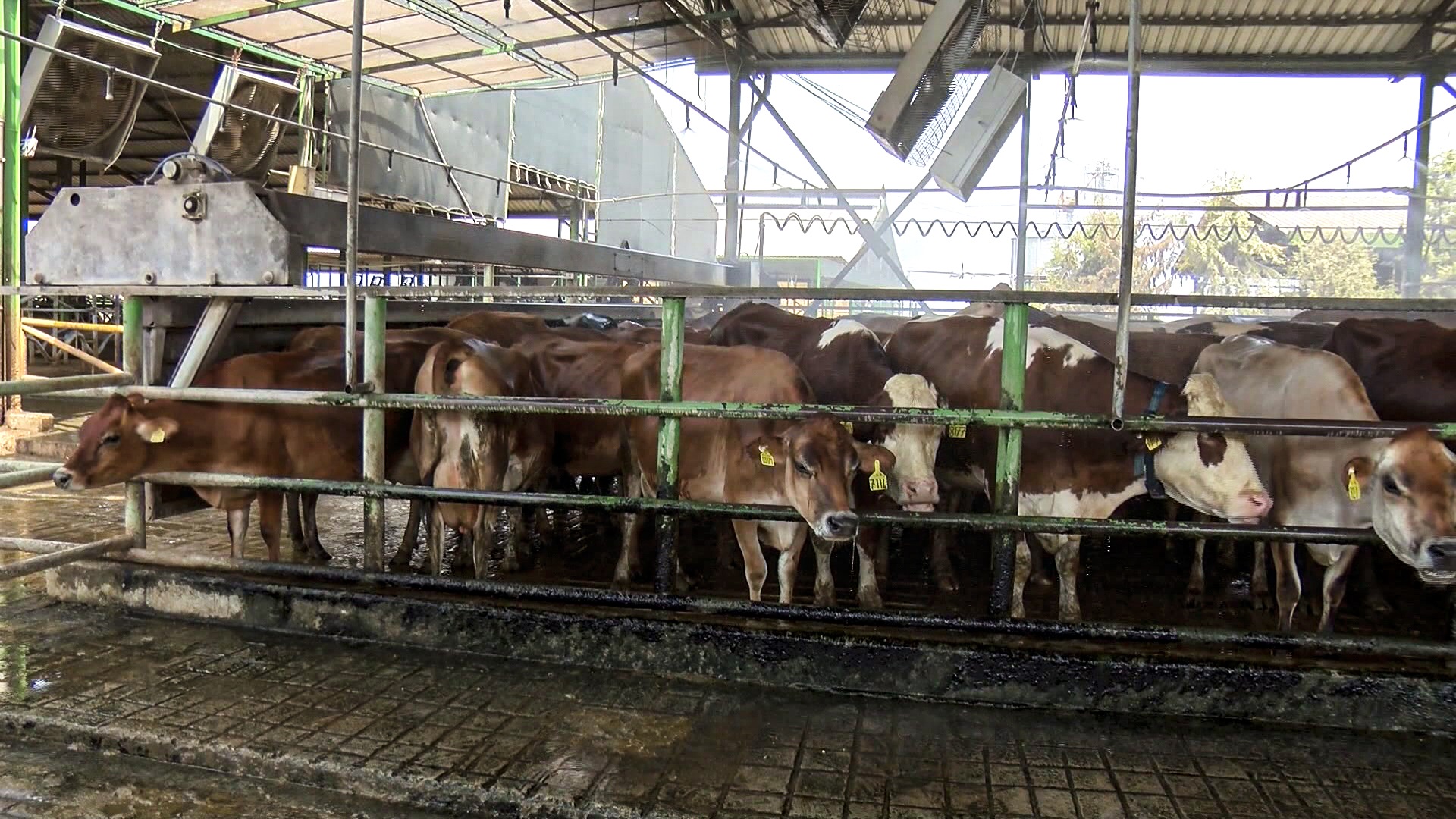 ‘Bilinçsiz ilaç tüketimi hayvanlarınızın canına mal olabilir’