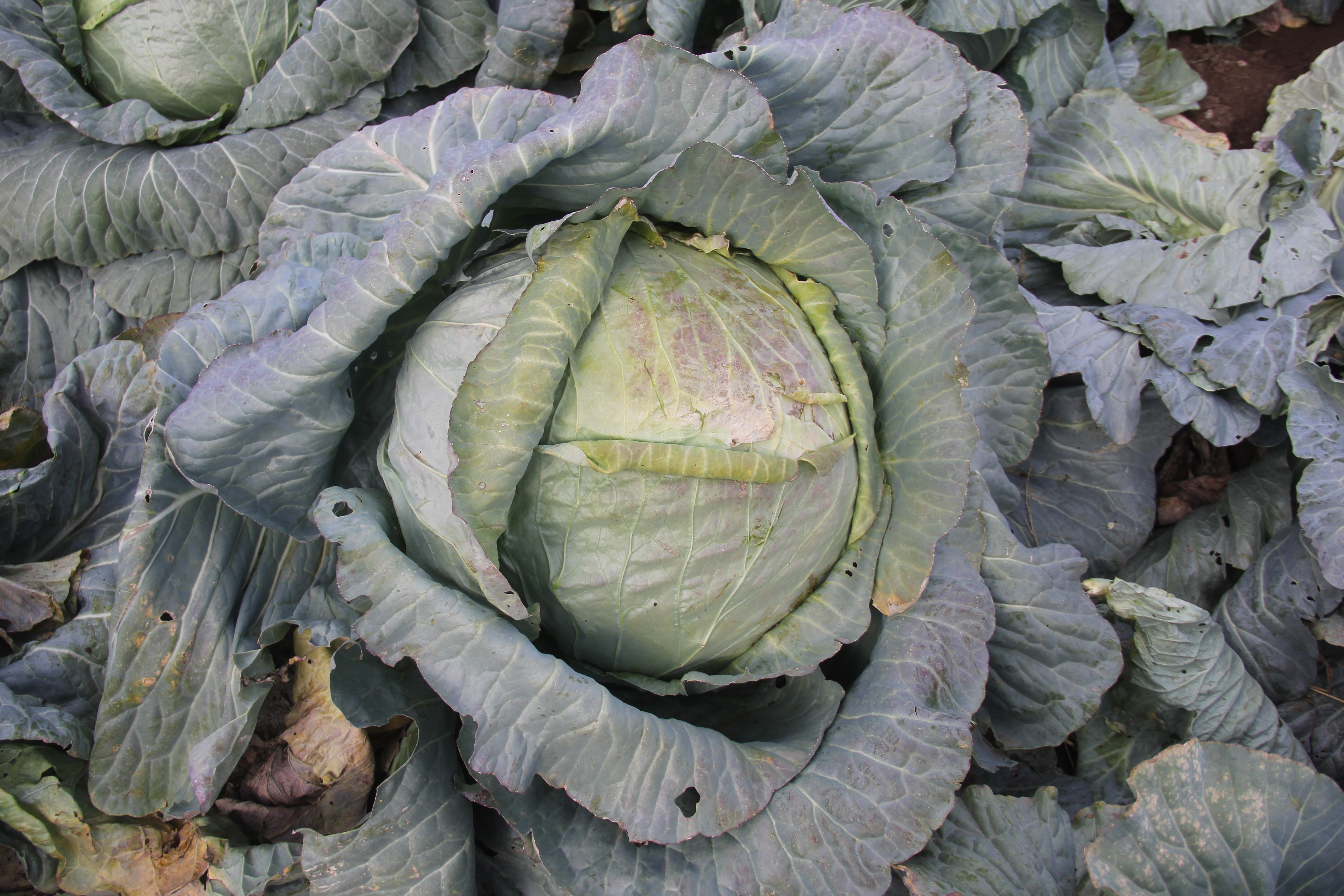 Sivaslı çiftçi 30 yıldır devasa lahana üretiyor! Bakın nasıl?
