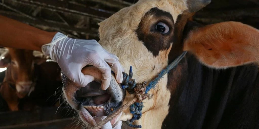 Zara’da Şap Hastalığı Endişesi: “Yeterli Önlem Alınmıyor”