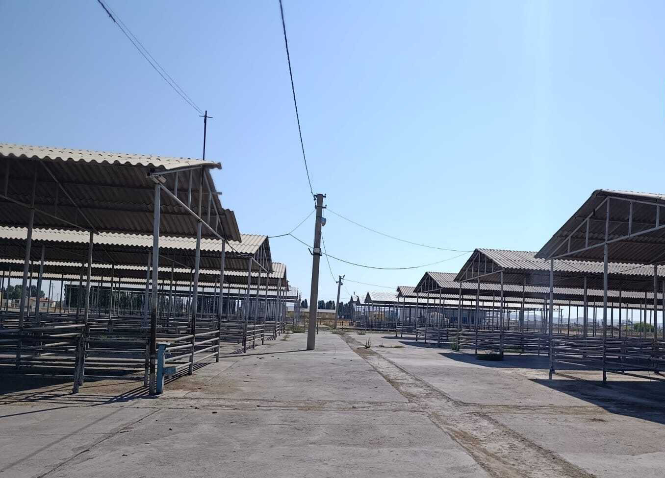 Sivas'ta hayvan pazarları kapalı, Bakanlık "şap bitti" diyor